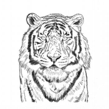 Tygr skica