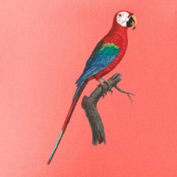 Papoušek červený na větvi