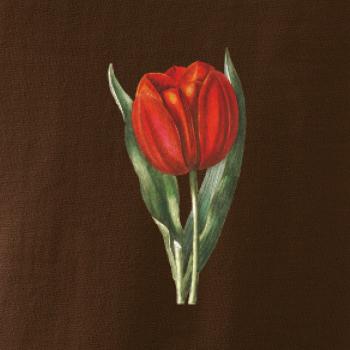 Červený tulipán