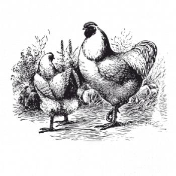 Slepičí rodina malovaná