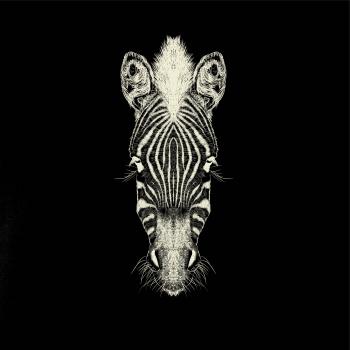 Zebra kresba