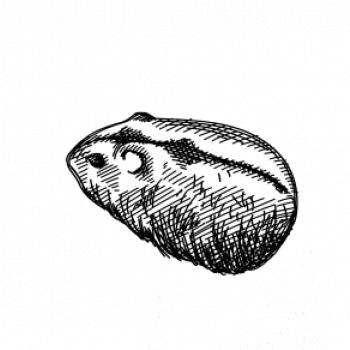 Tužkou kreslený Křeček