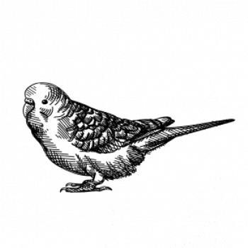Tužkou kreslený Papoušek