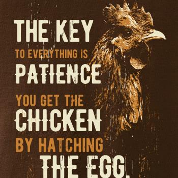 Chicken patience
