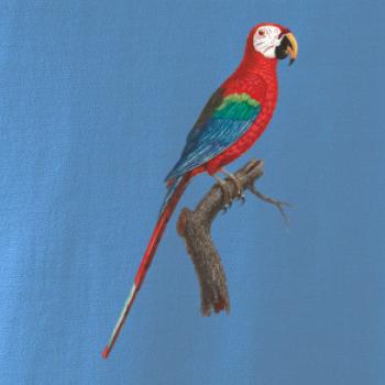 Papoušek červený na větvi