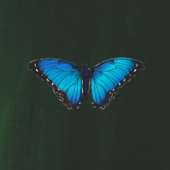 Motyl babočka Morpho Peleides