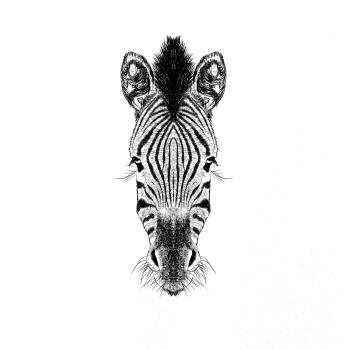 Zebra kresba