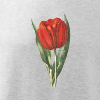Červený tulipán