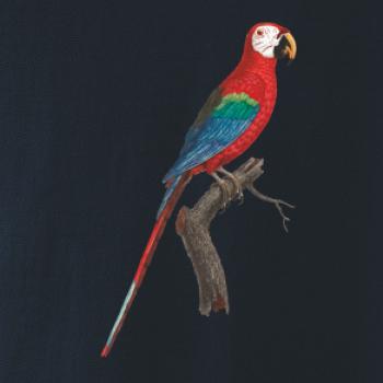 Papoušek červený na větvi