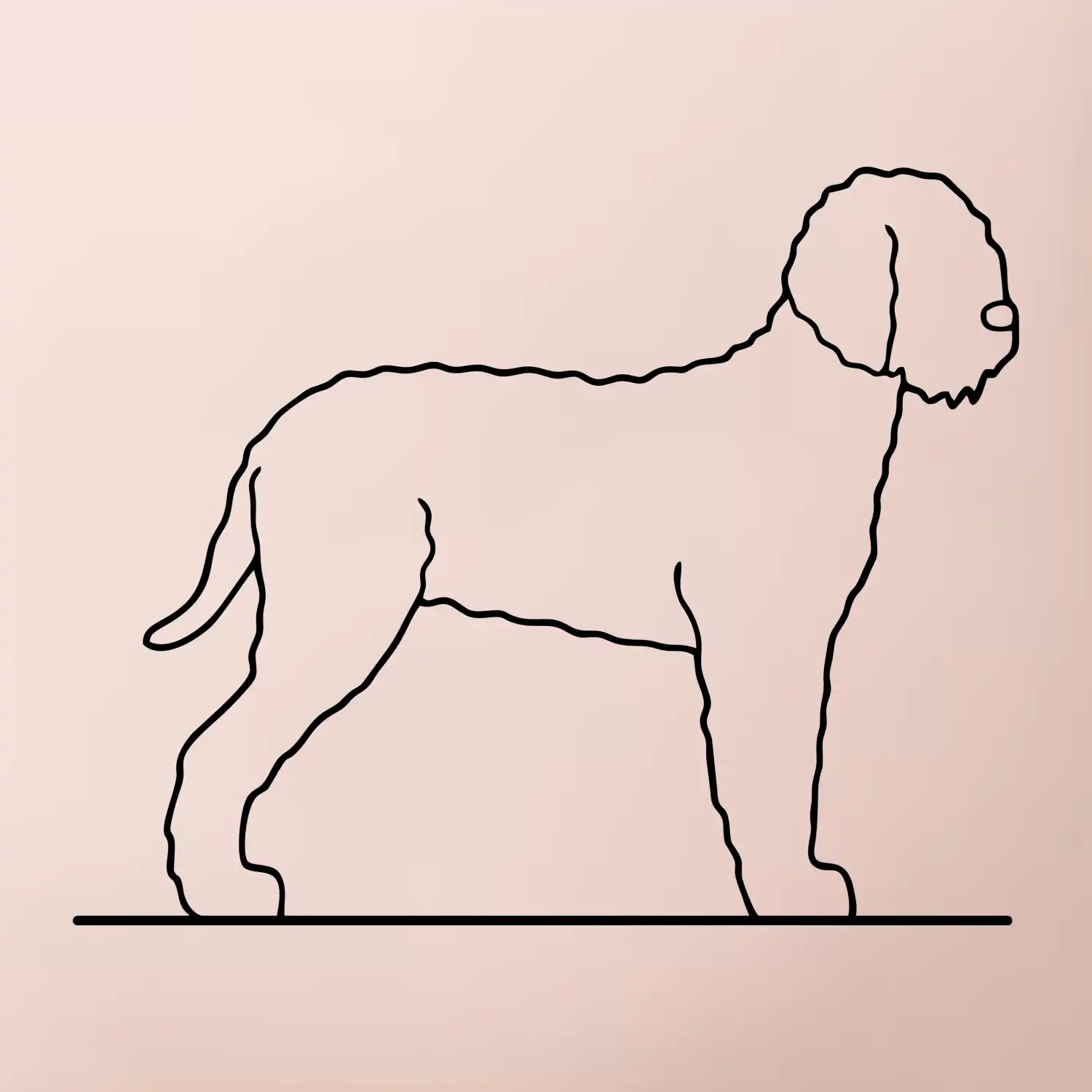 Lagotto romagnolo stojící