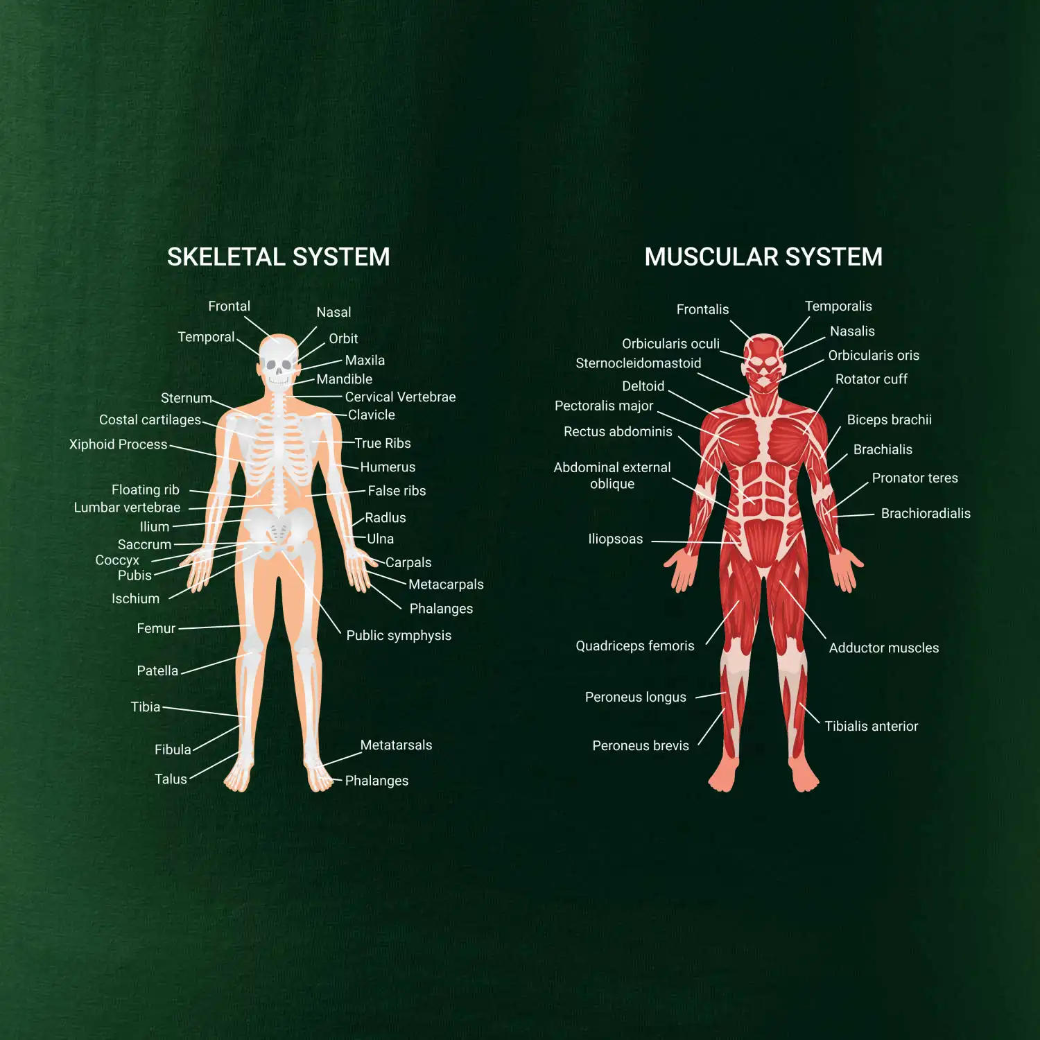 Skelet and Moscular system
