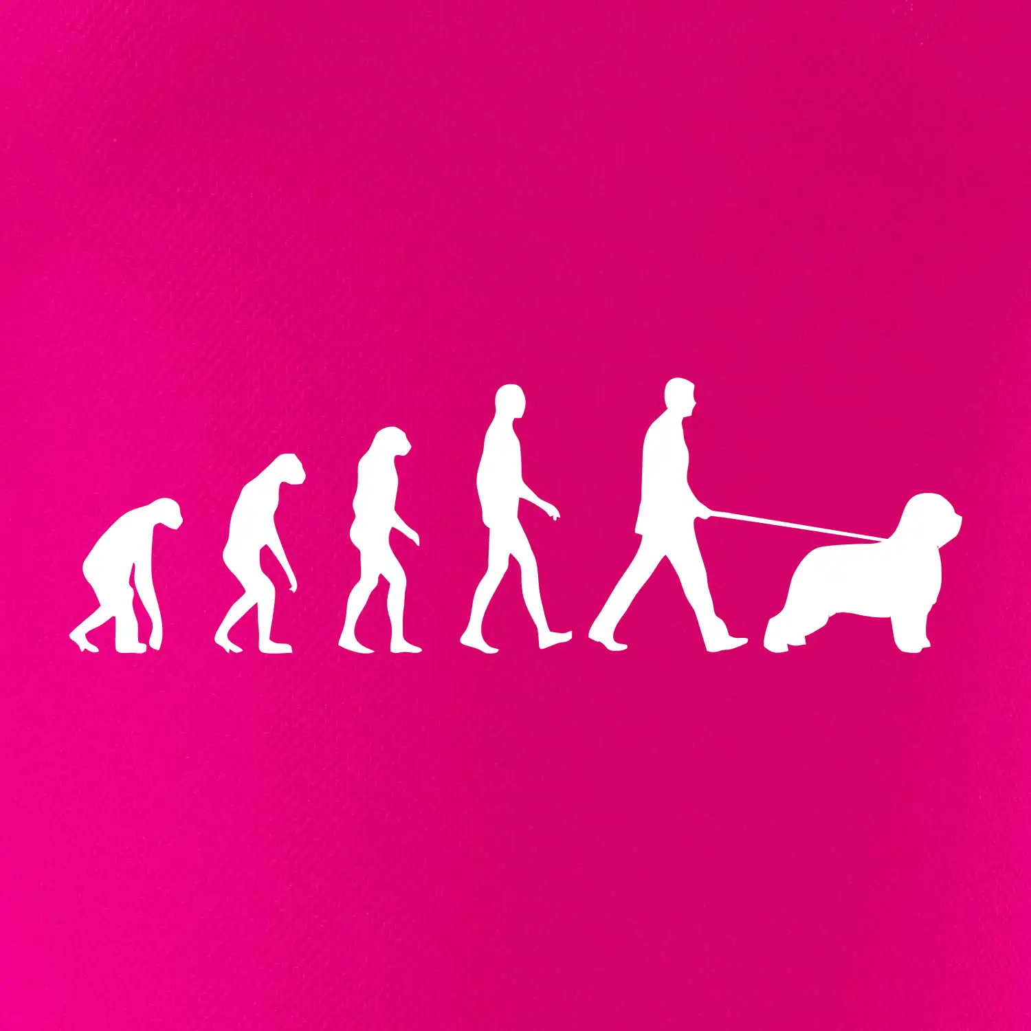 Evoluce pes Briard