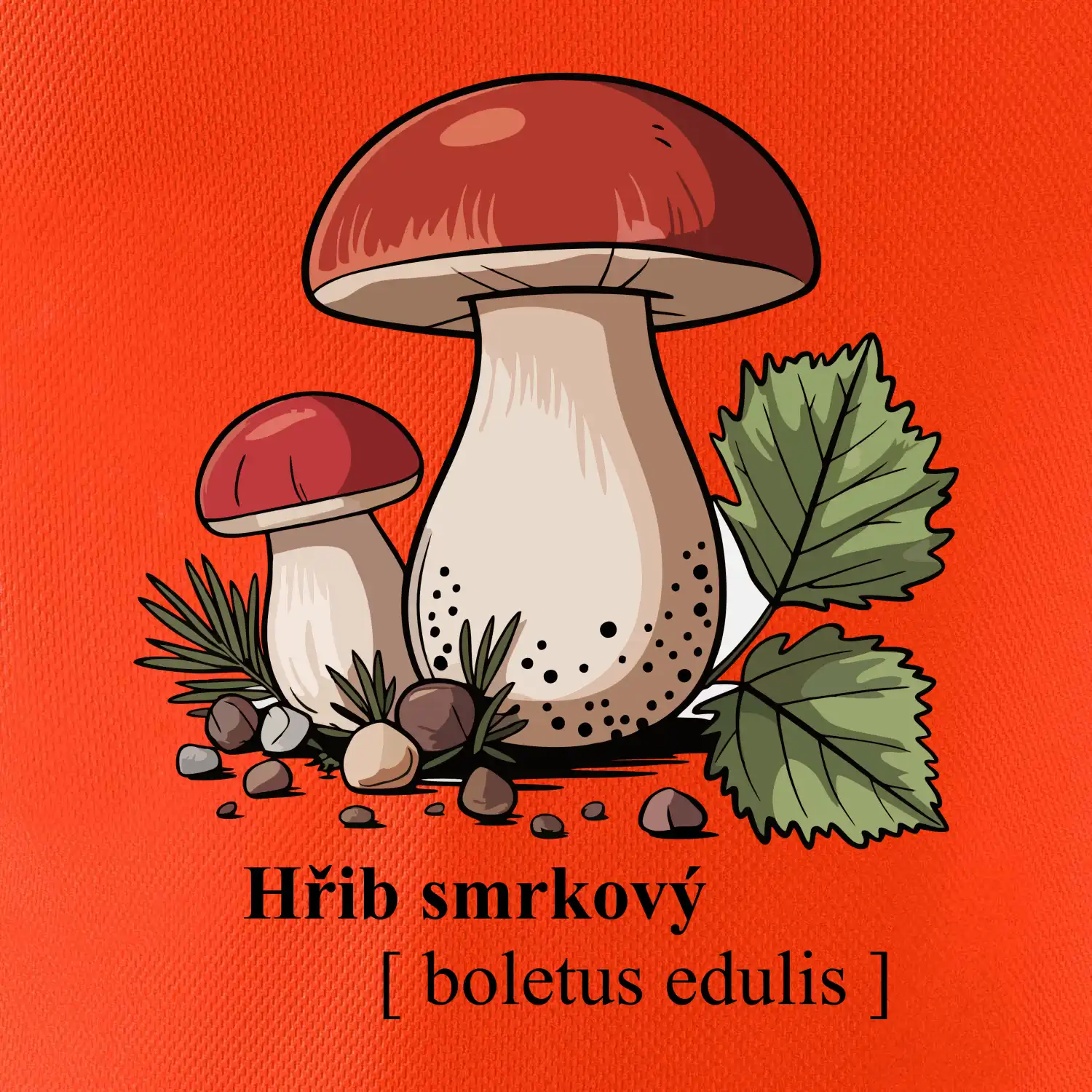 Hřib smrkový - Boletus edulis kreslený