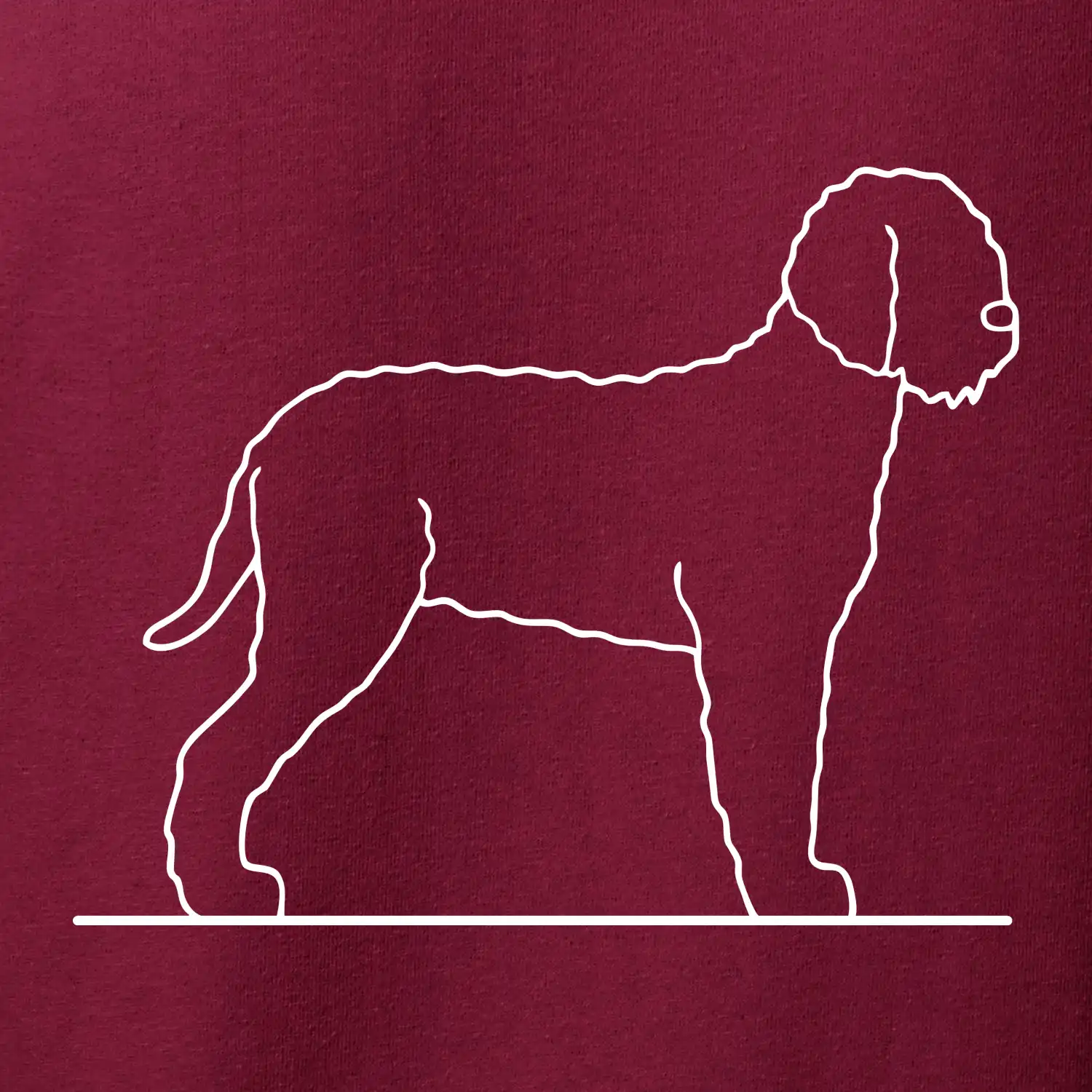 Lagotto romagnolo stojící