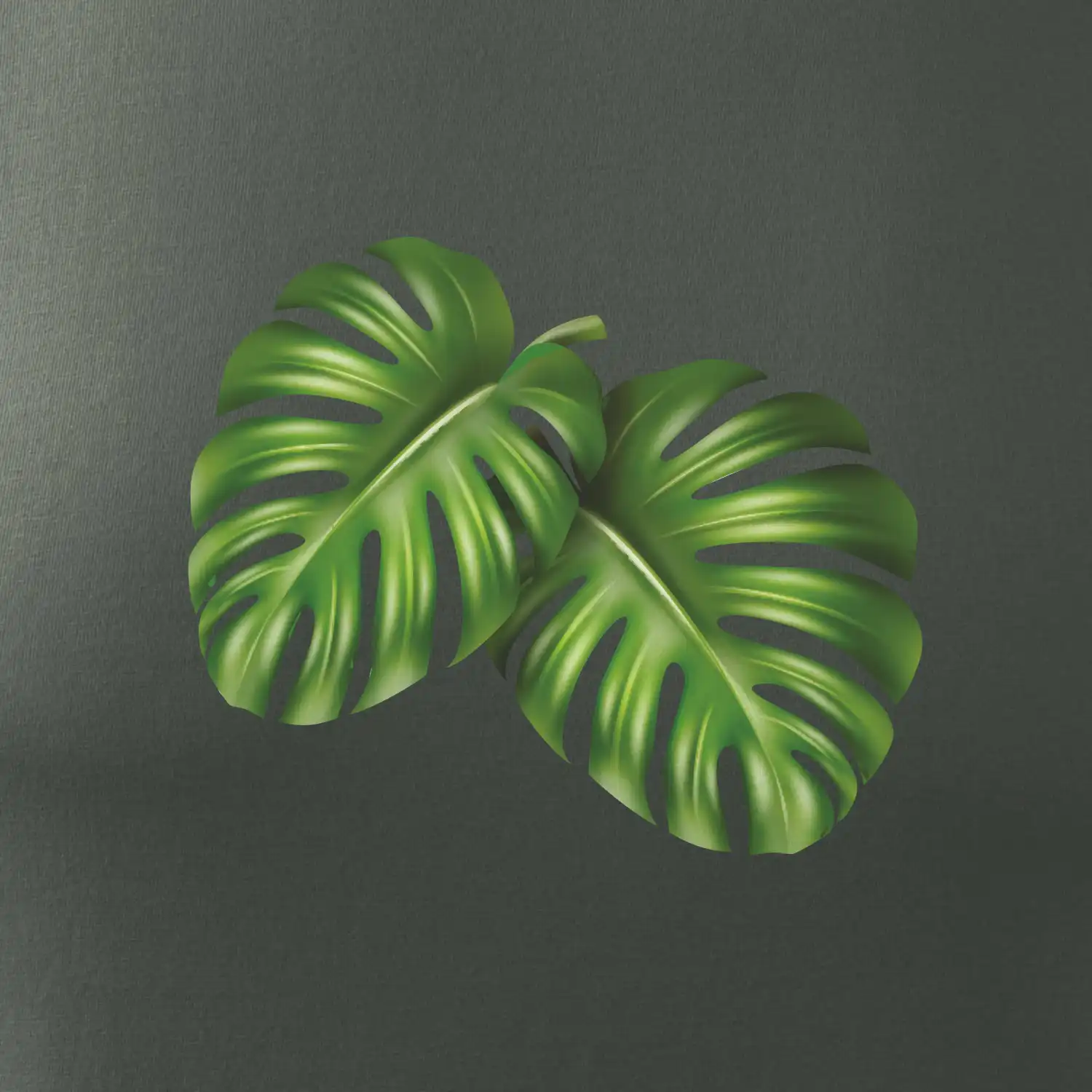 Monstera - dva listy