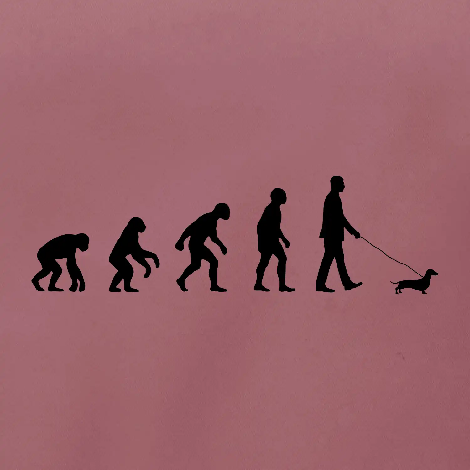 Jezevčík Evoluce muž