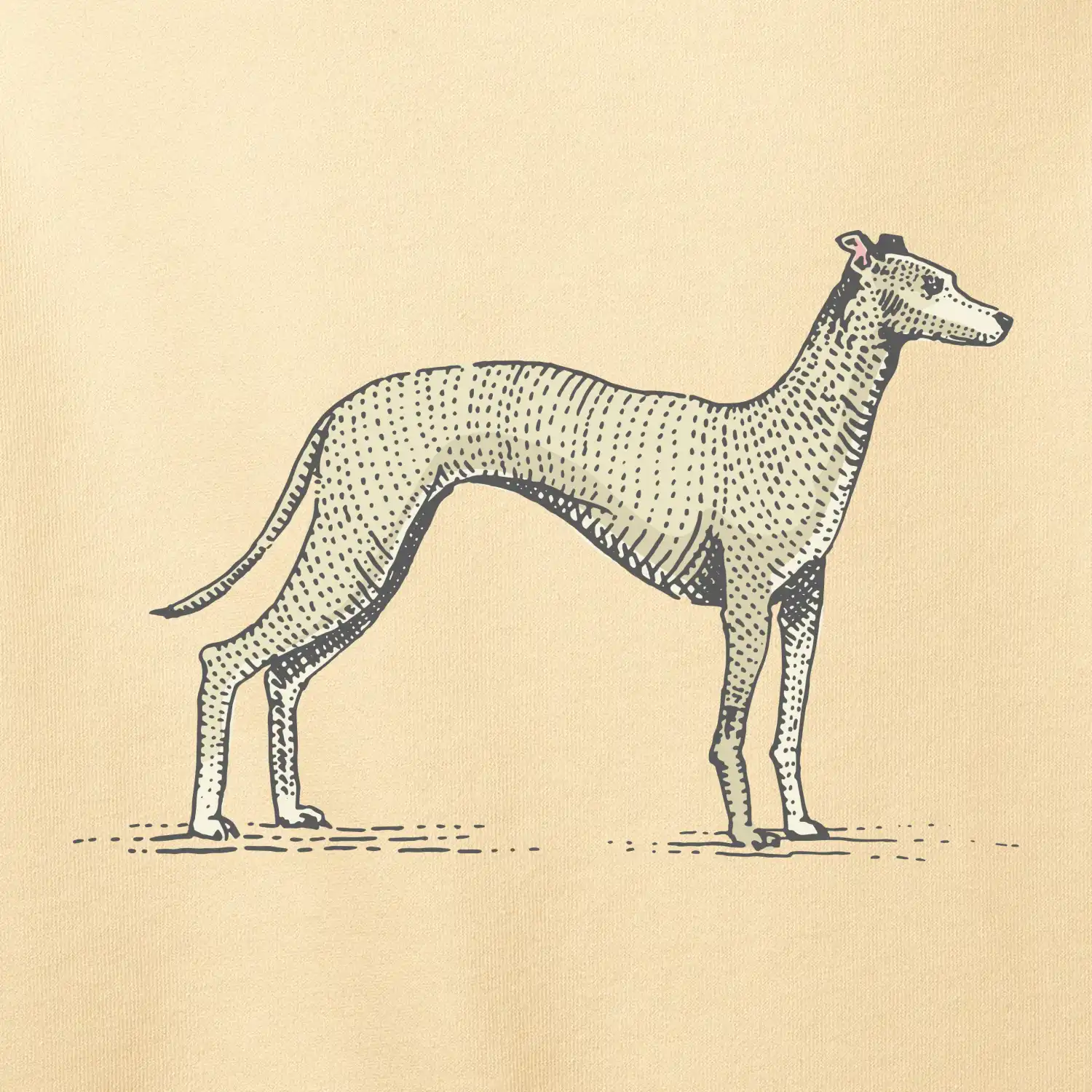 Vintage Whippet