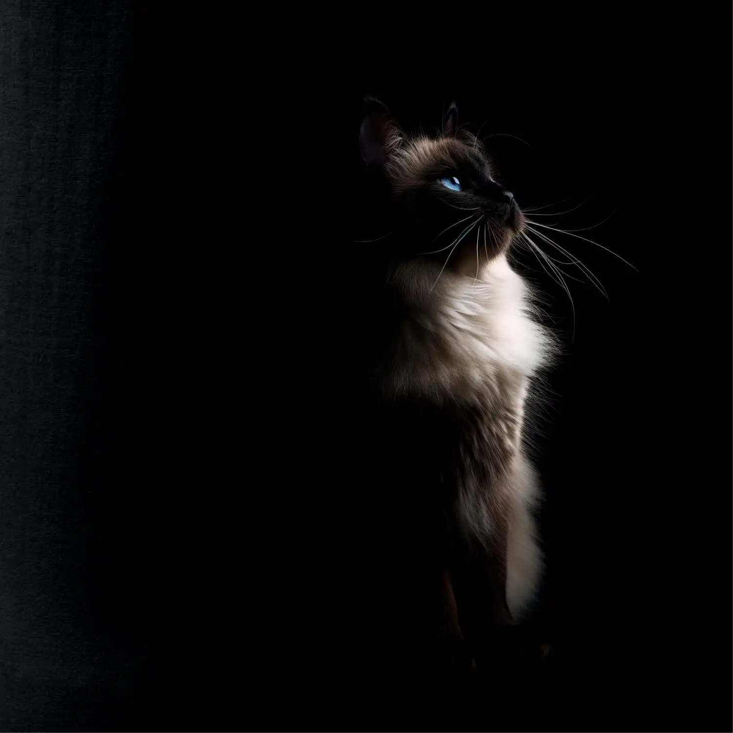 Ragdoll z boku černá fotka