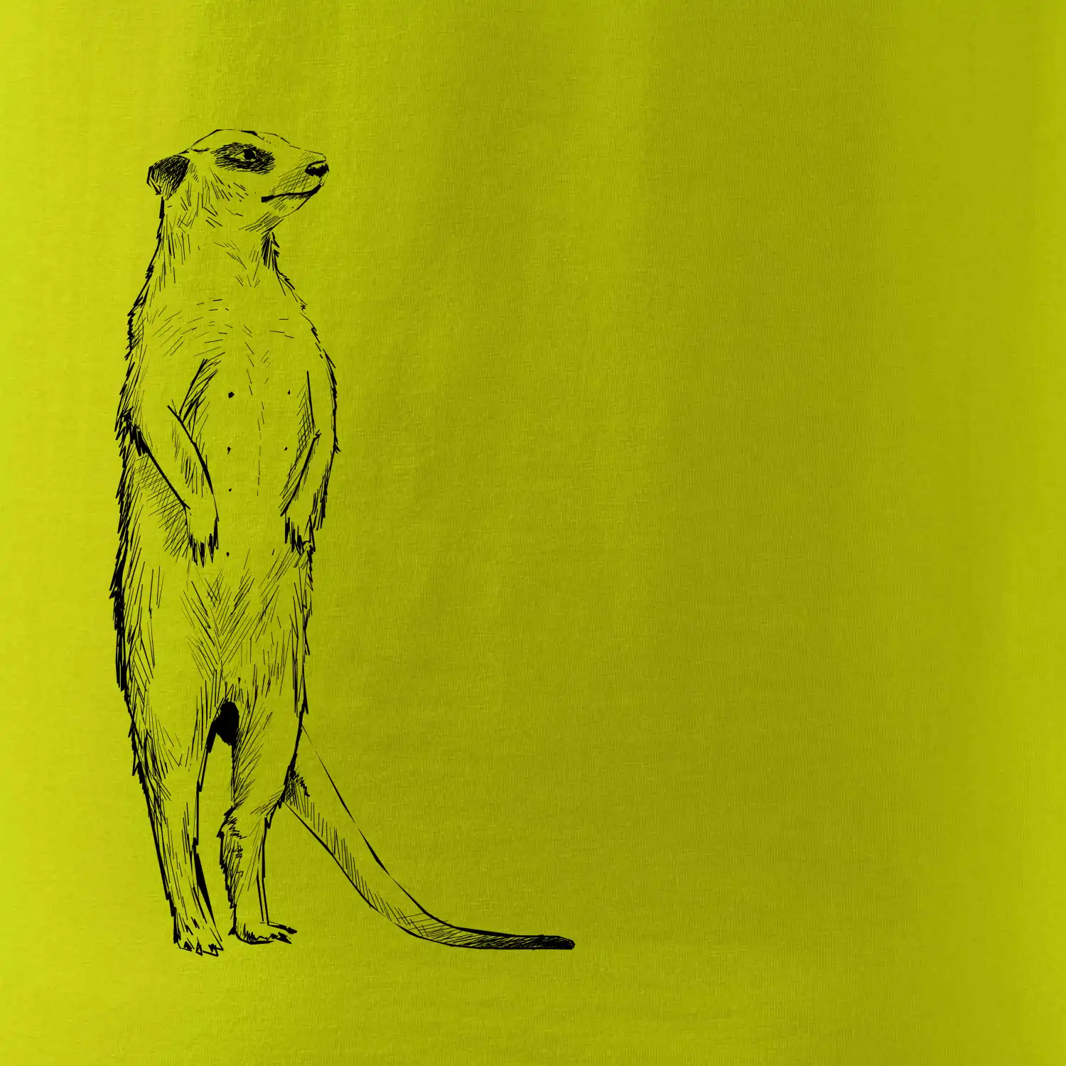 Surikata černá kresba