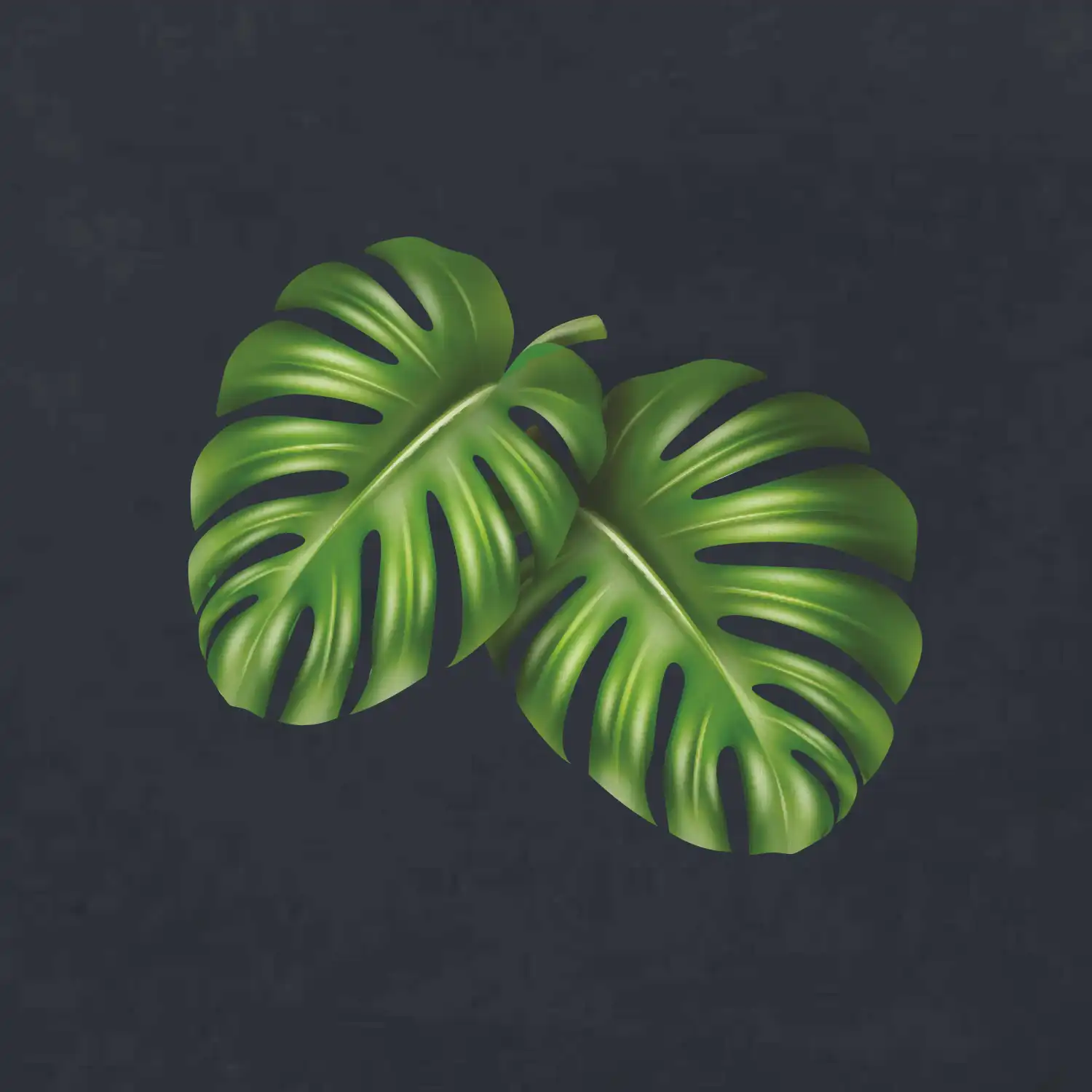 Monstera - dva listy
