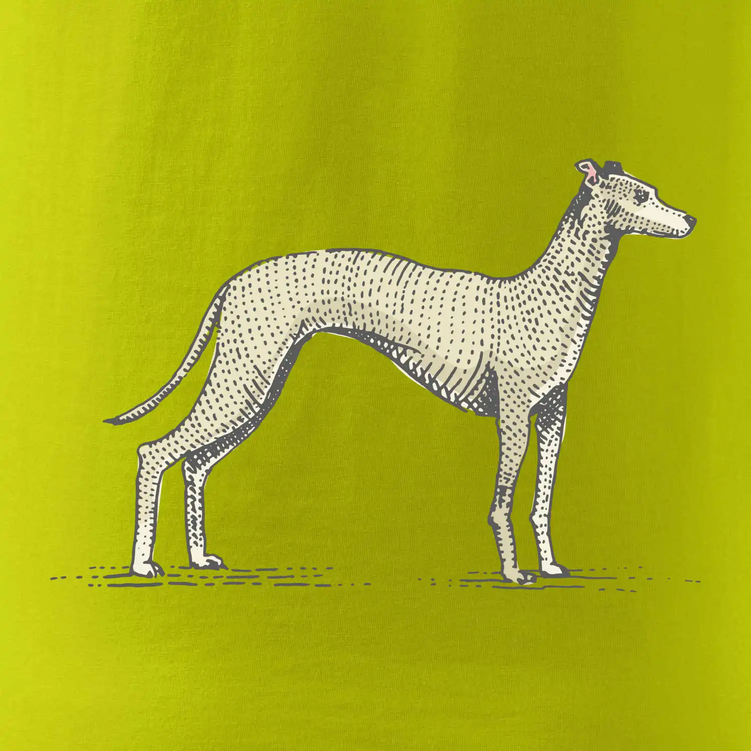 Vintage Whippet