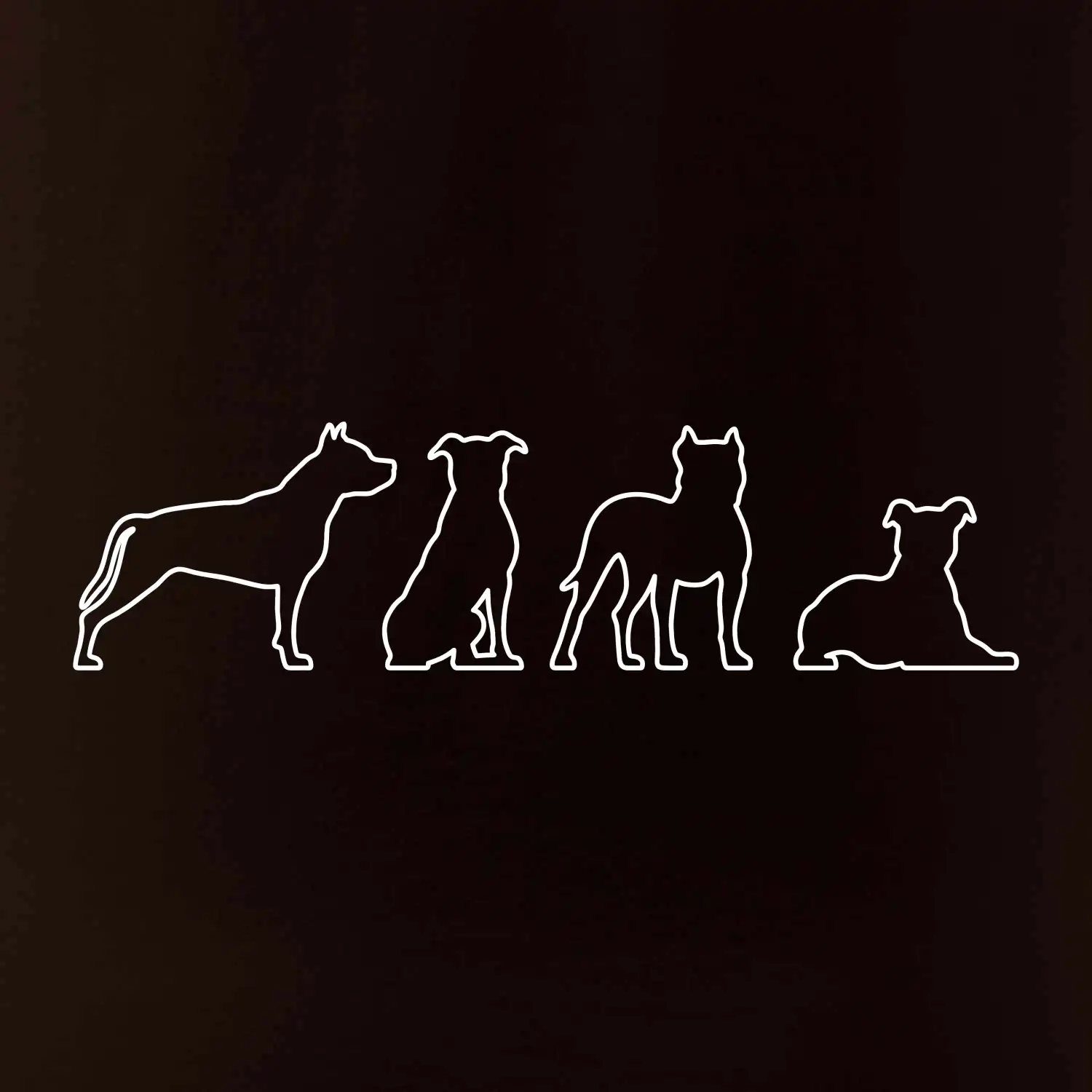 Americký stafordširský teriér v různých pozicích