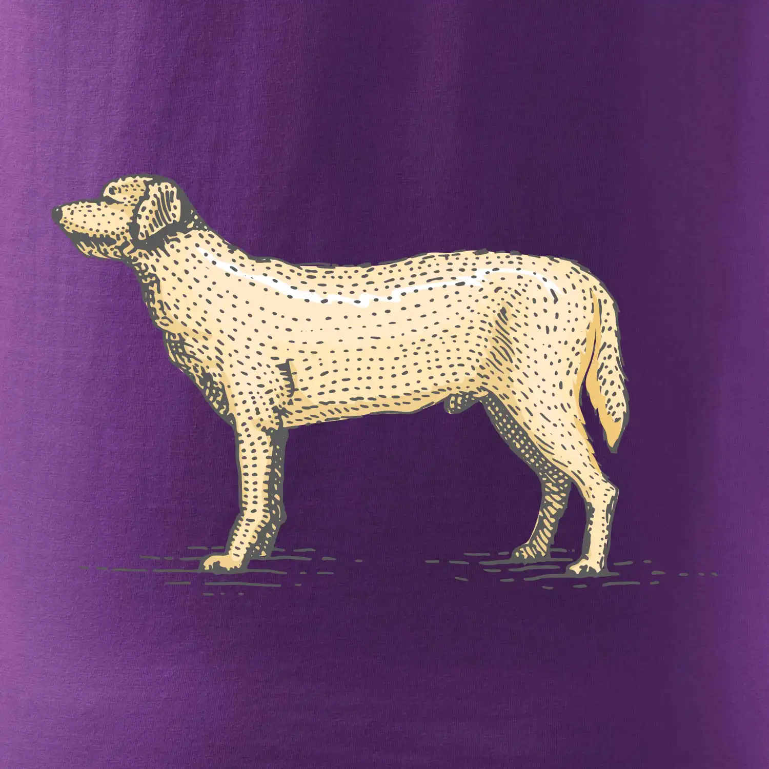 Vintage Labrador