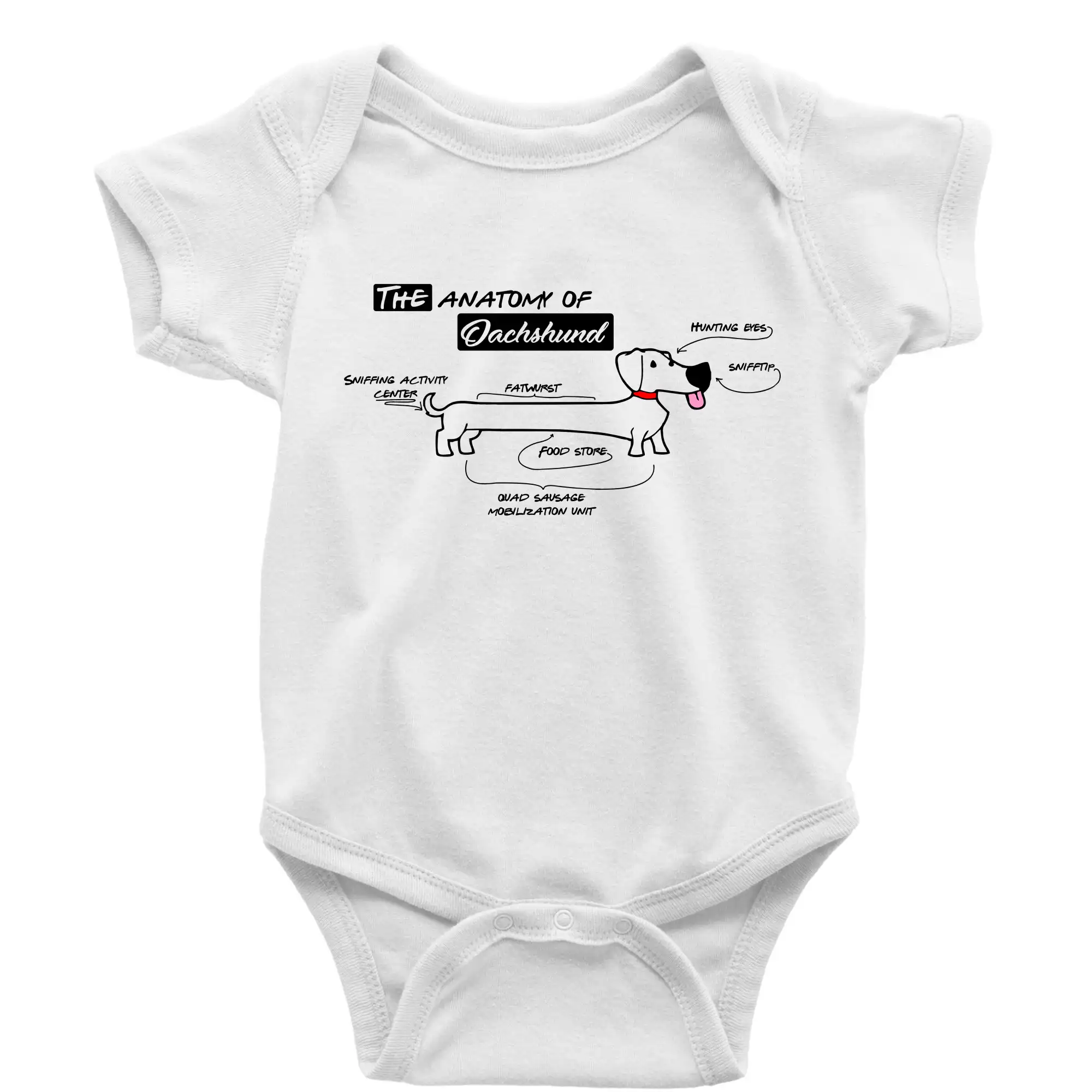 Jezevčík - Anatomie