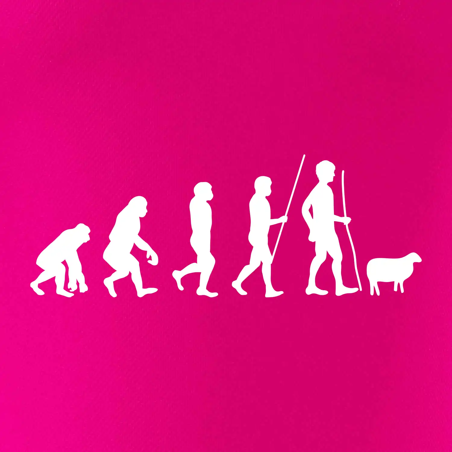 Evoluce pastevec ovcí