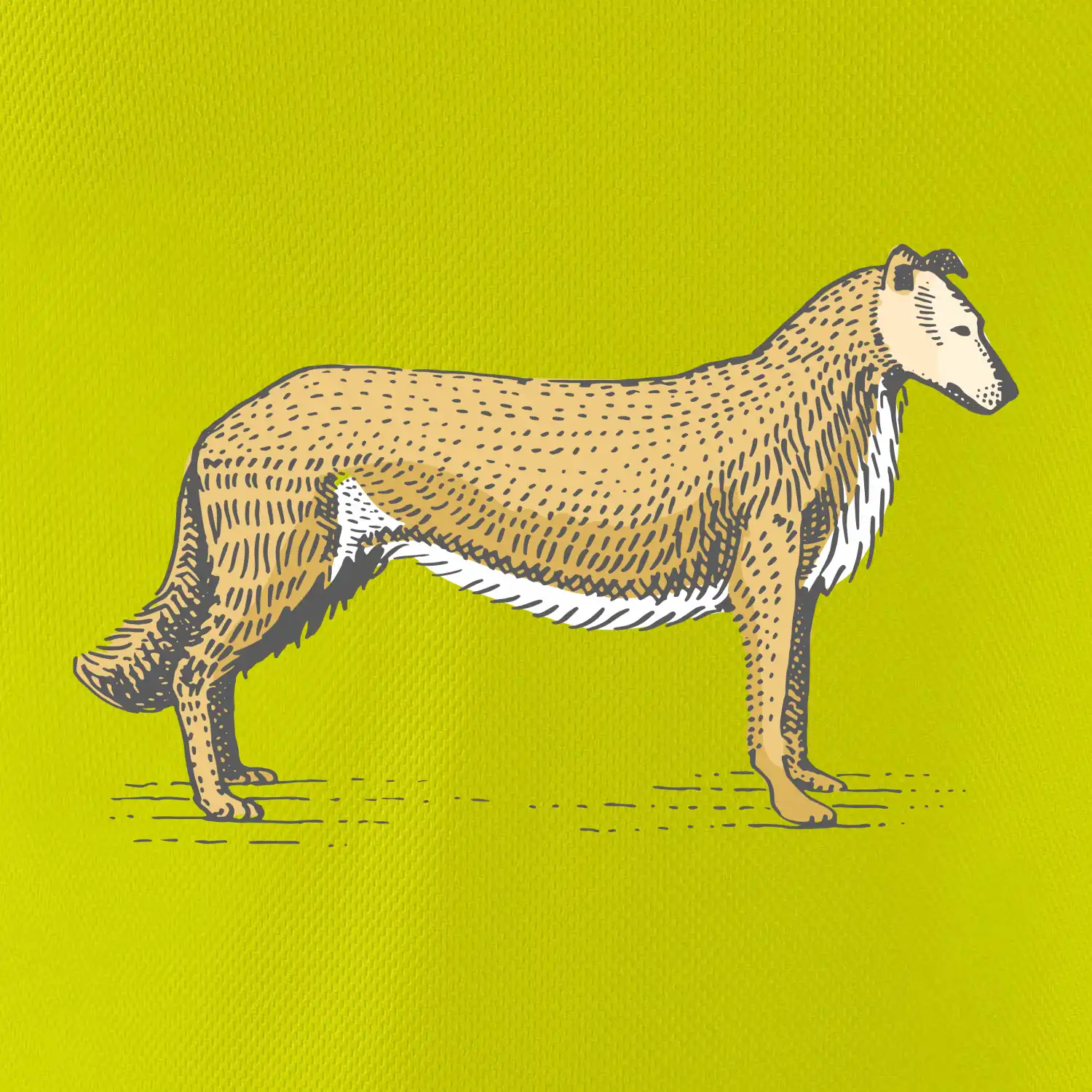 Vintage Collie