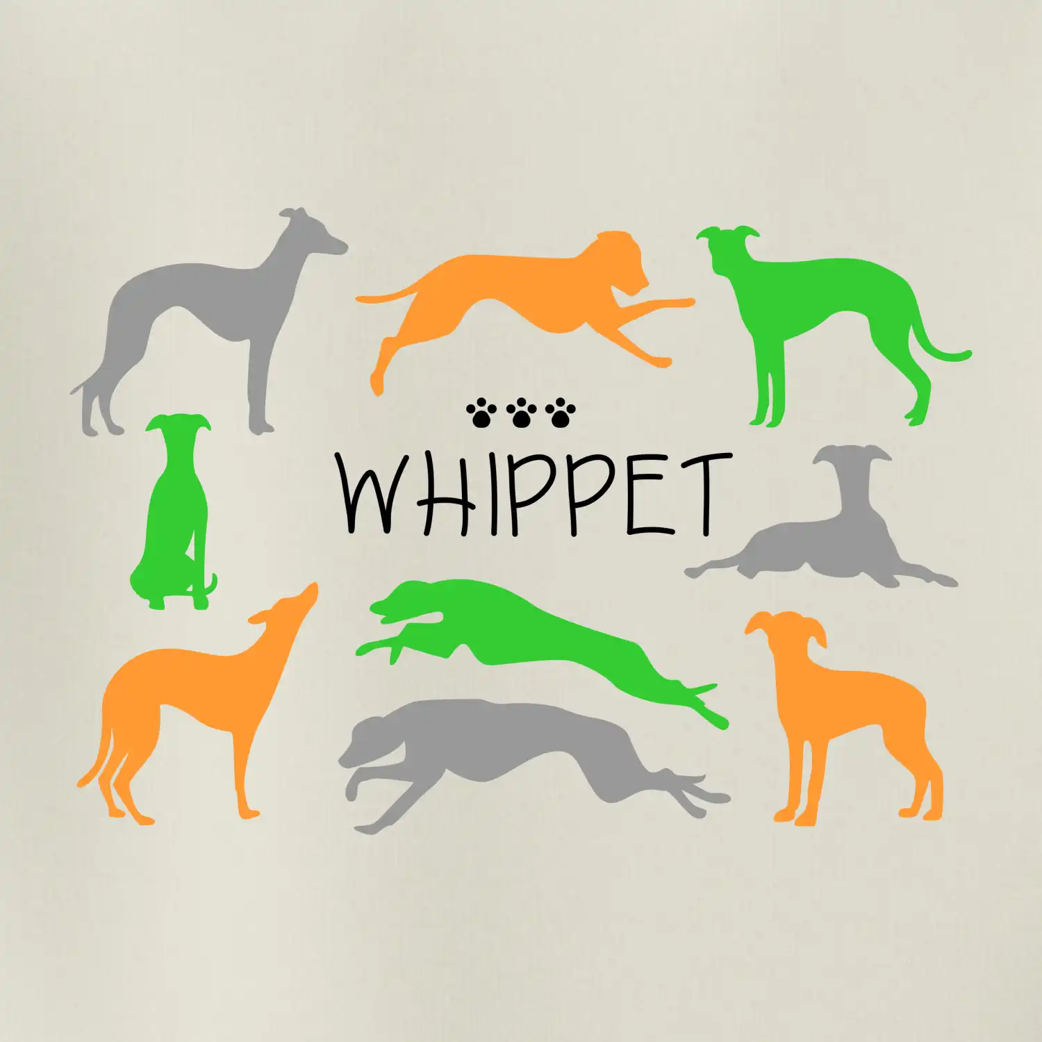 Whippet barevný