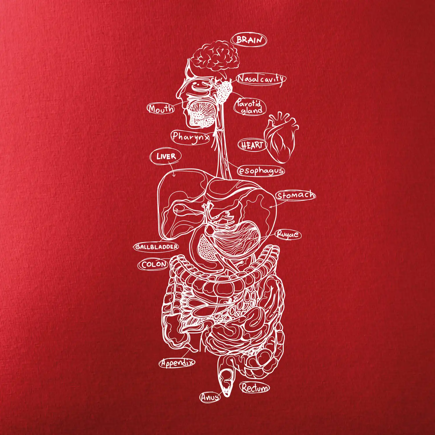 Skica lidských orgánů