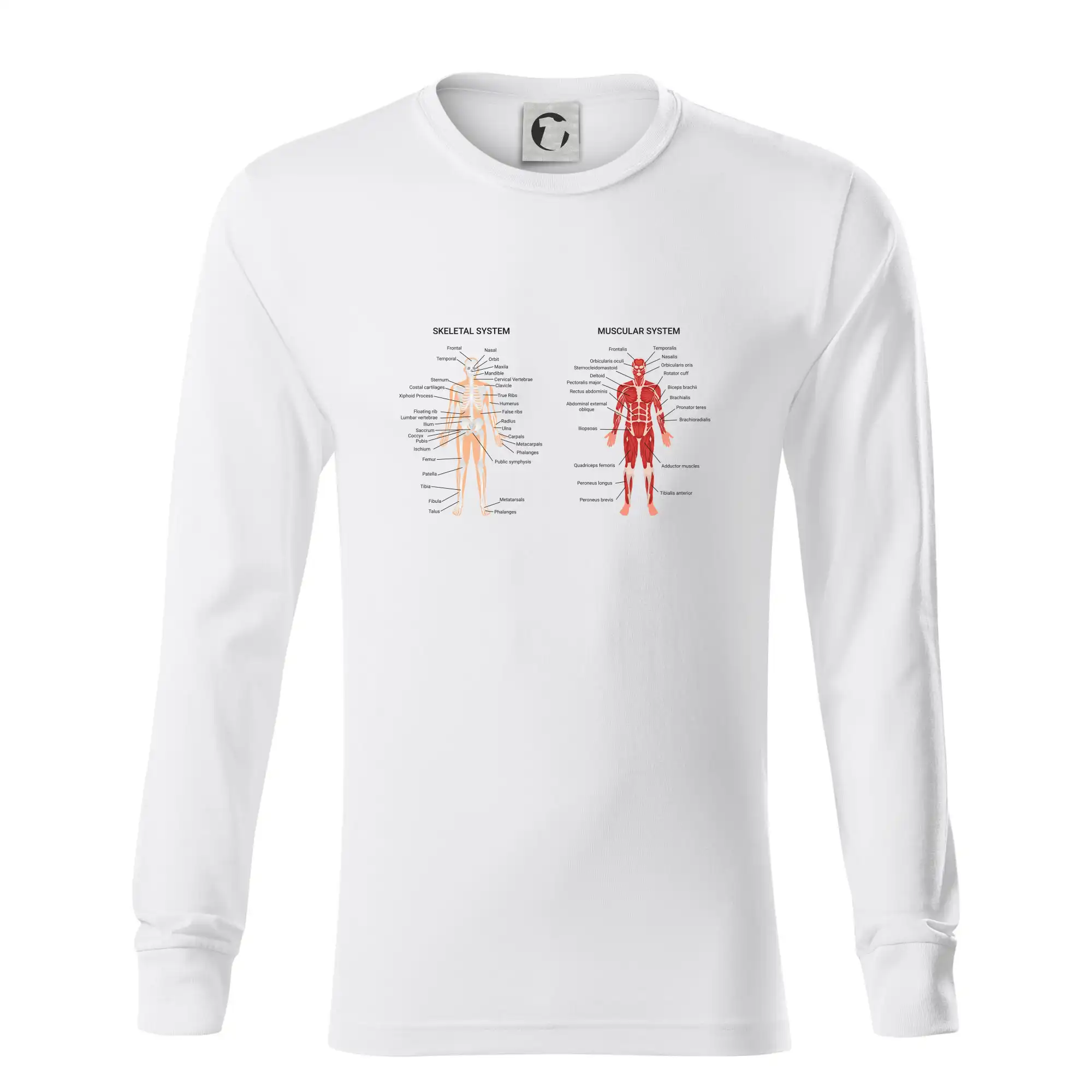 Skelet and Moscular system