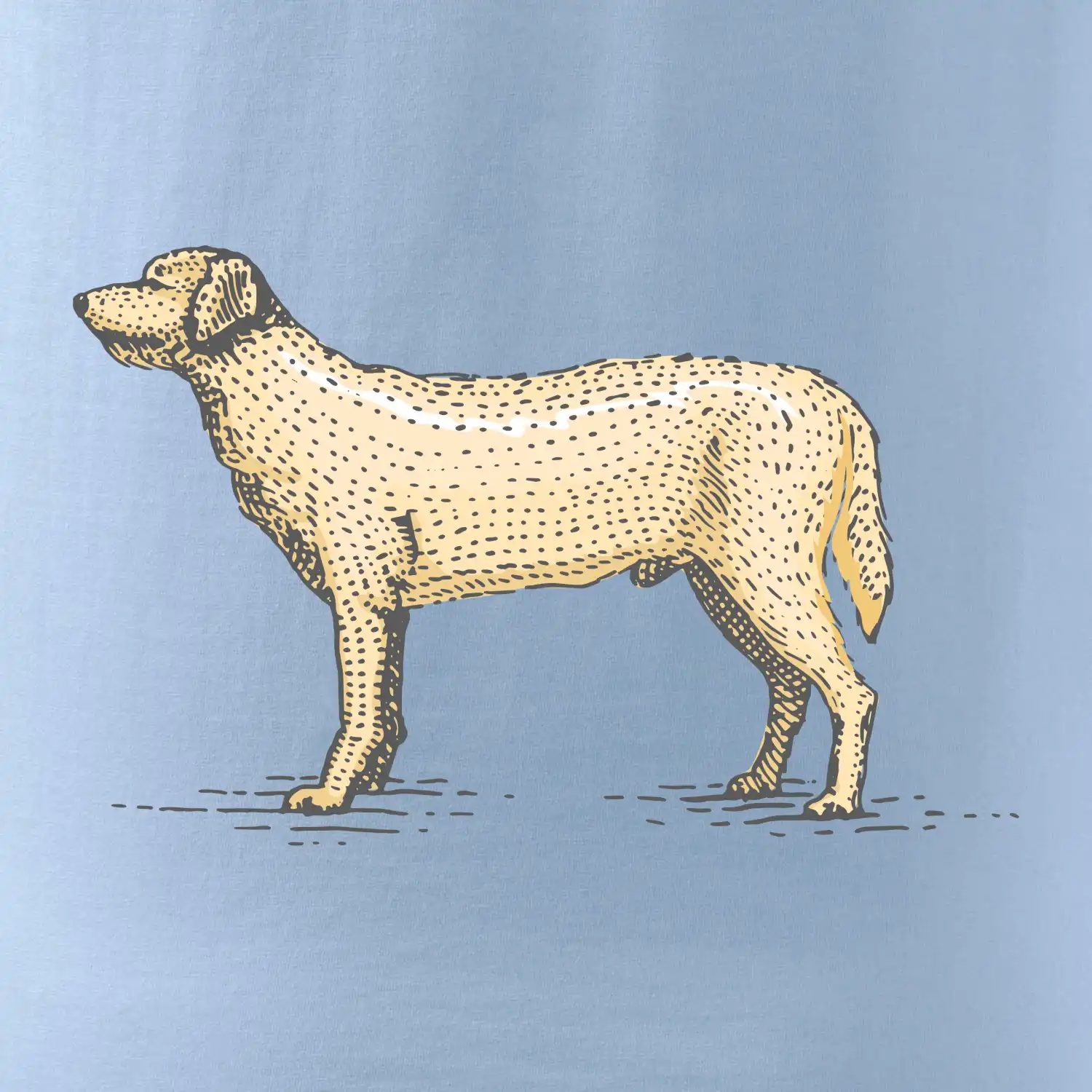Vintage Labrador