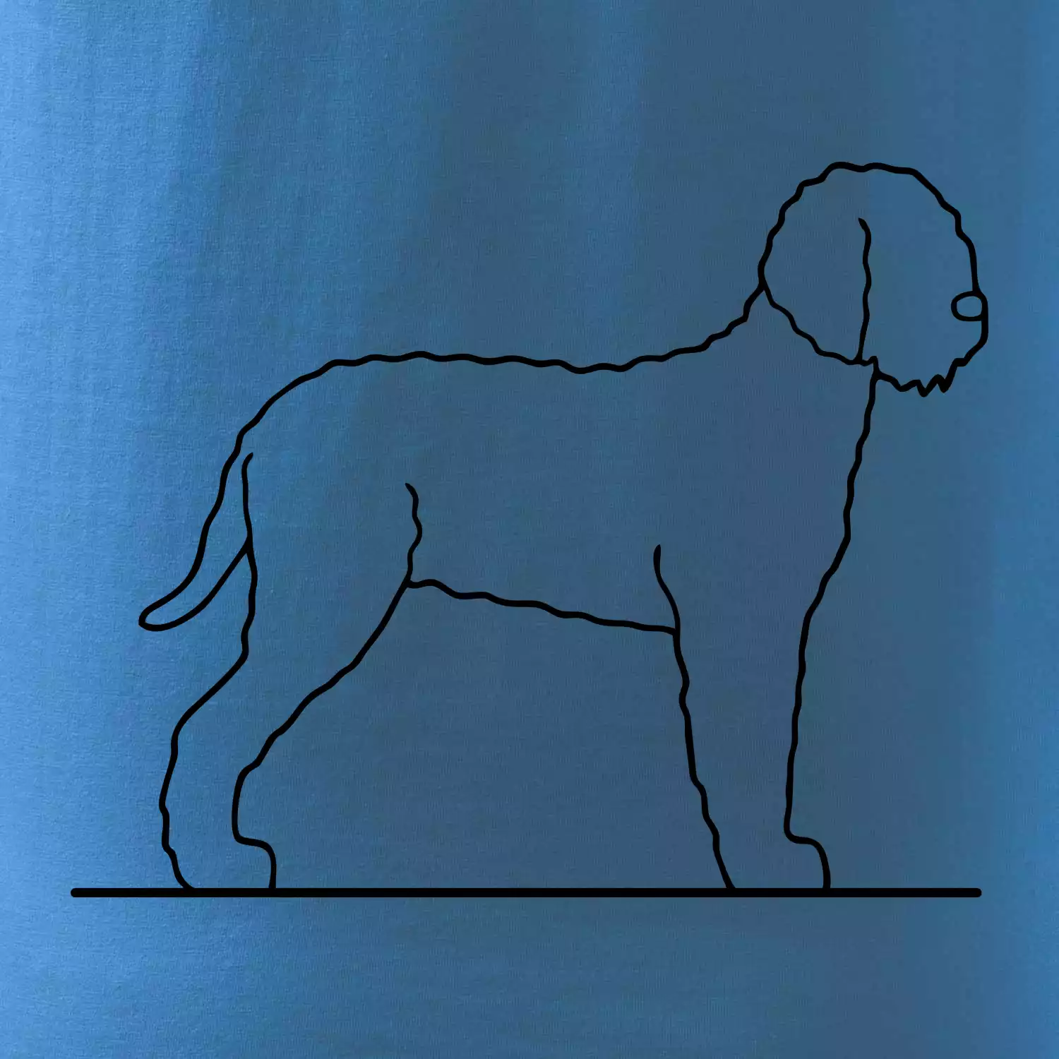 Lagotto romagnolo stojící