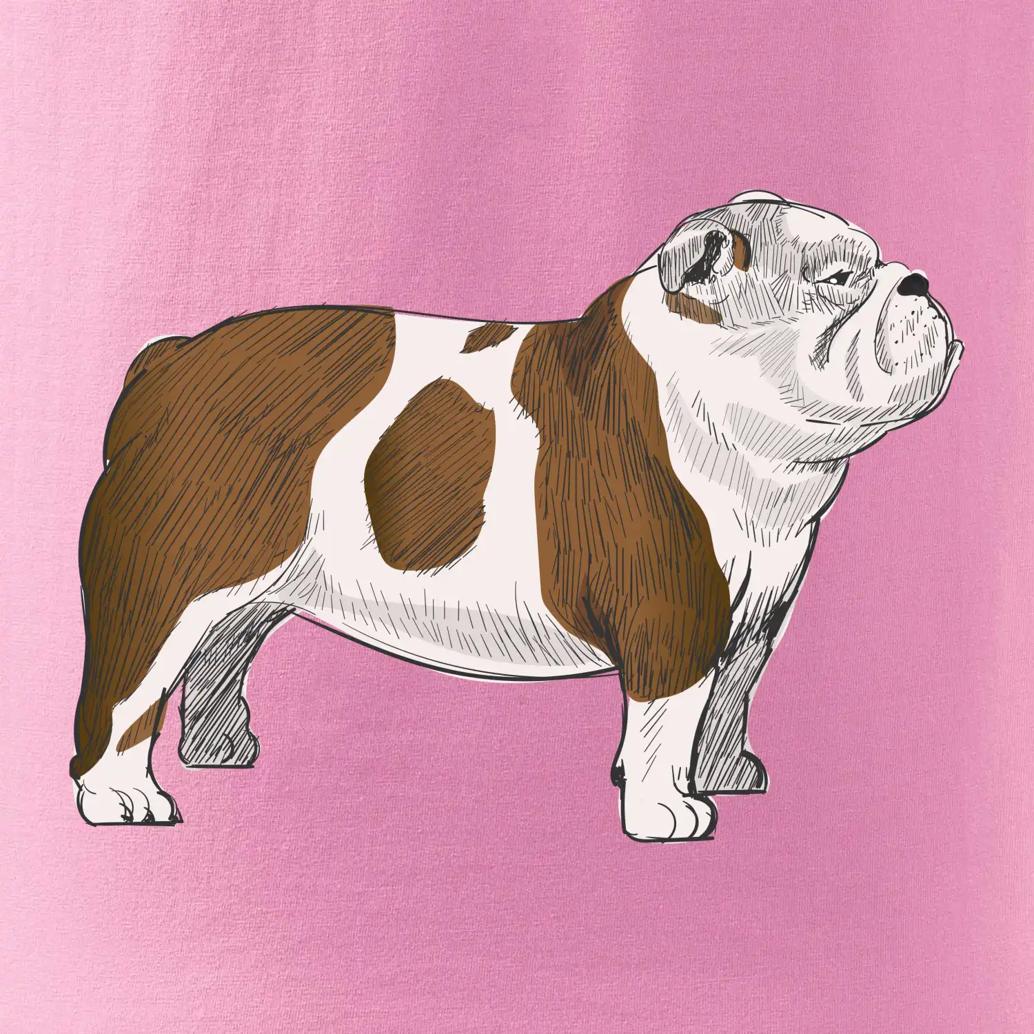 Vintage English bulldog