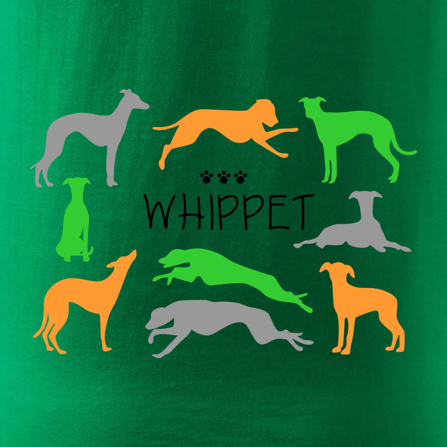 Whippet barevný