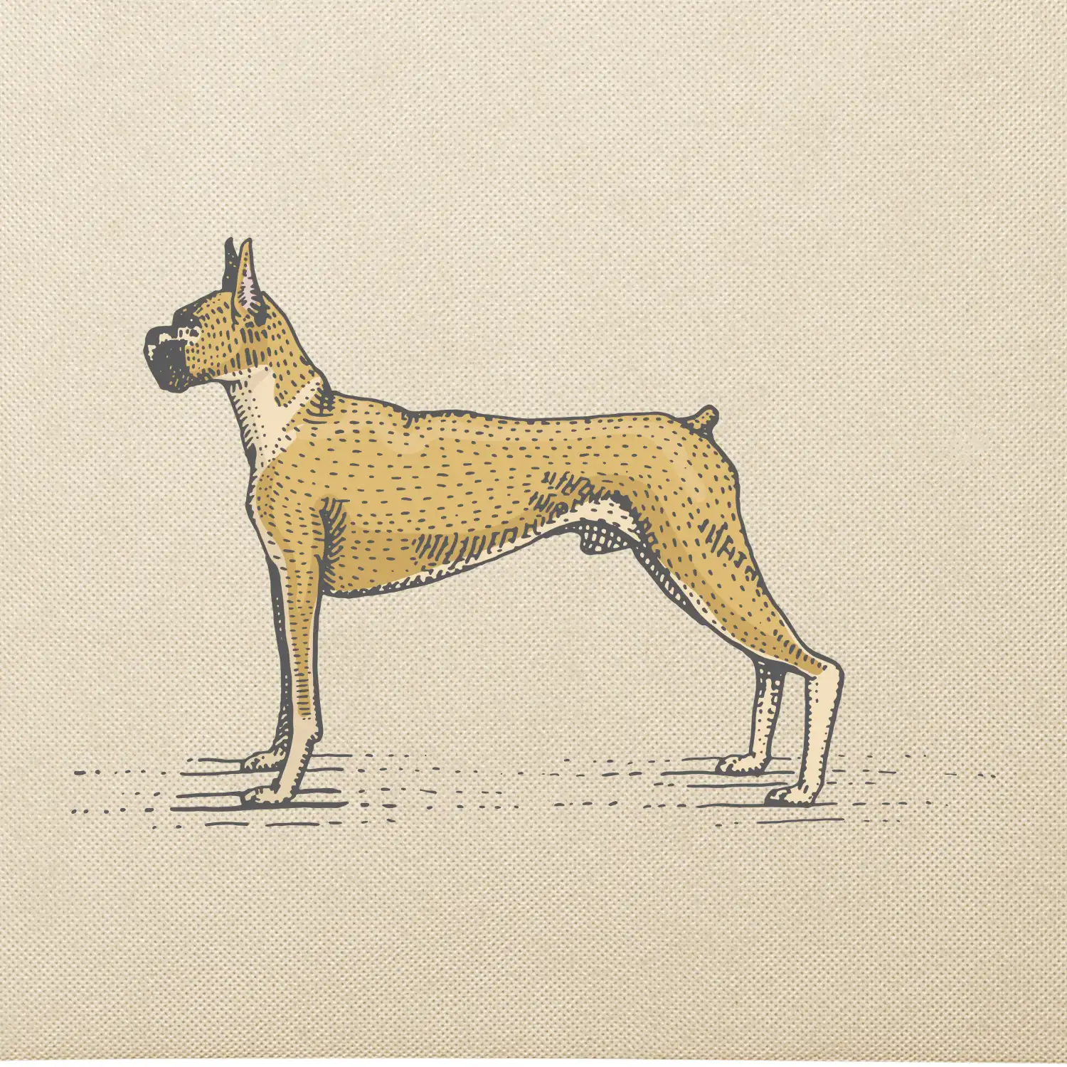 Vintage Boxer