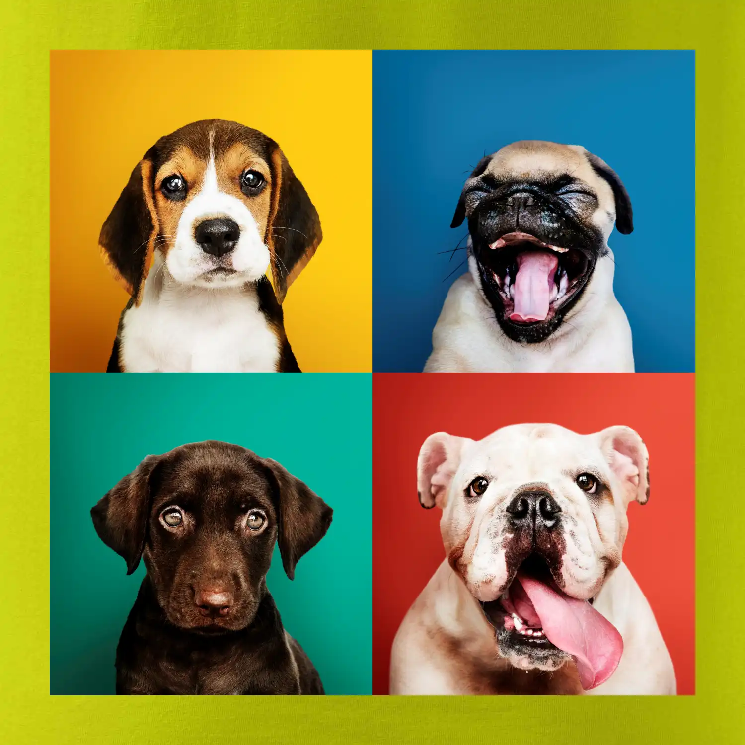 Psi štěňata koláž