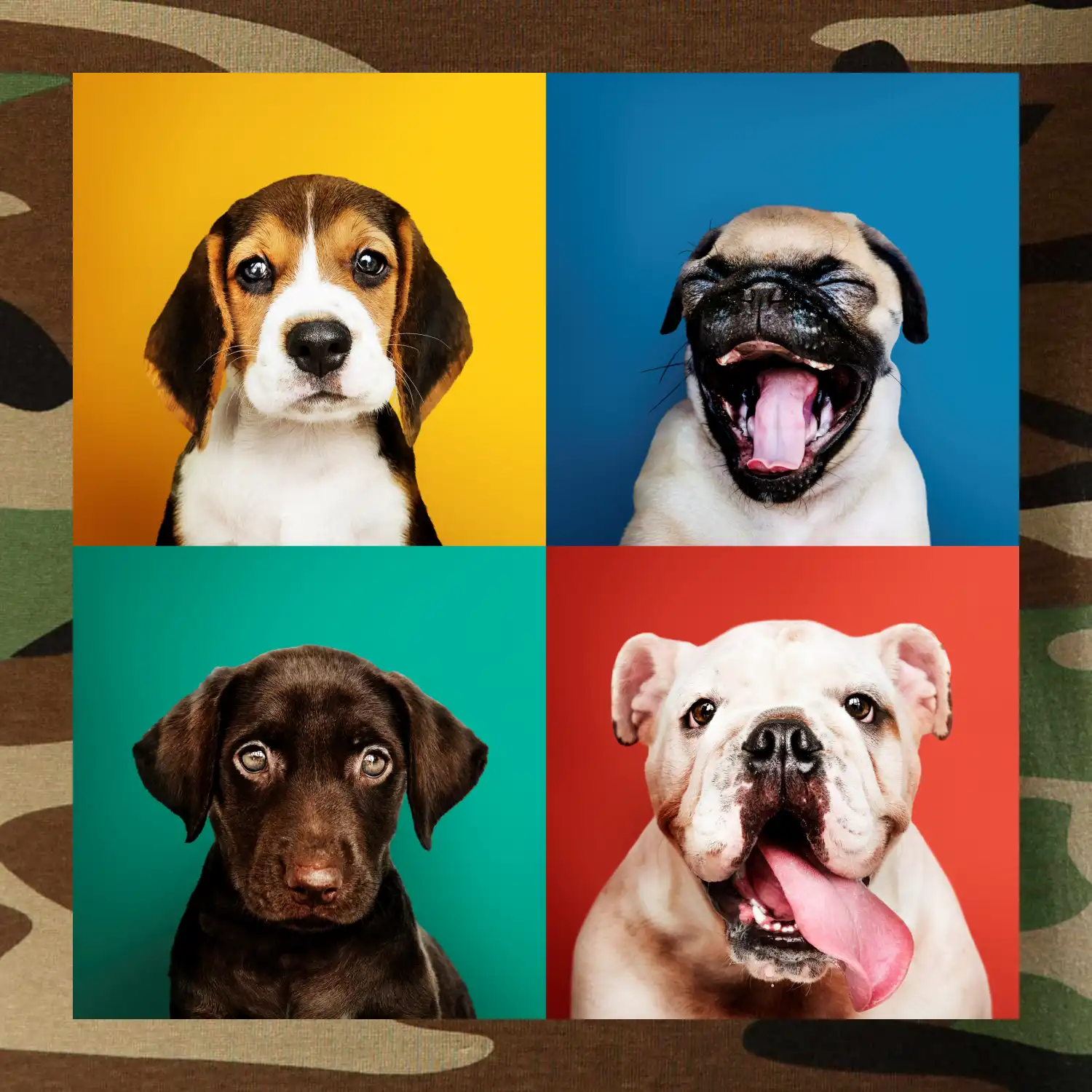 Psi štěňata koláž