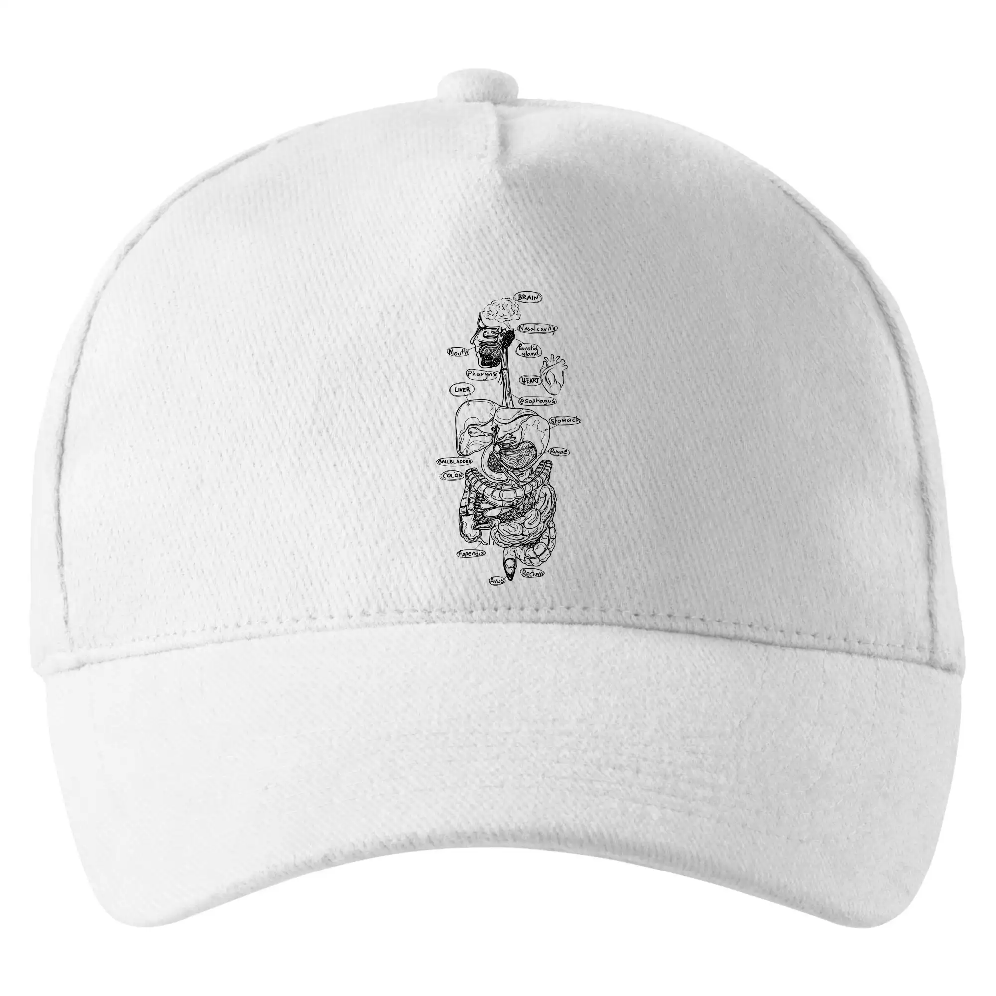 Skica lidských orgánů