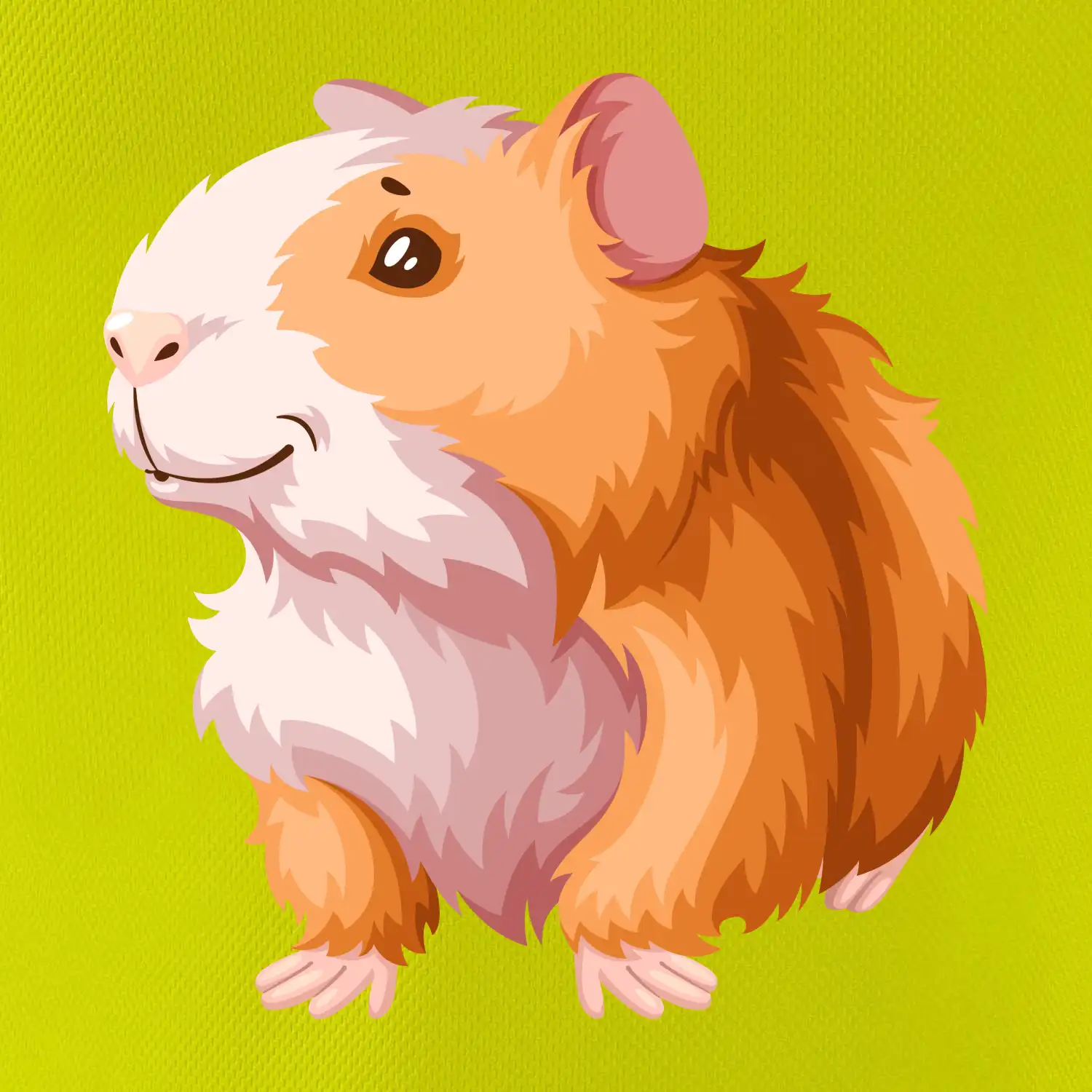 Morče - kreslené, bílo oranžové