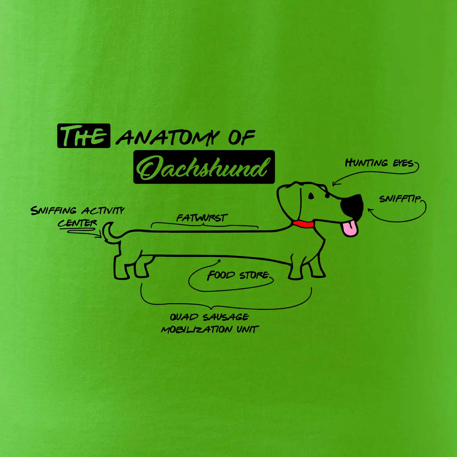 Jezevčík - Anatomie