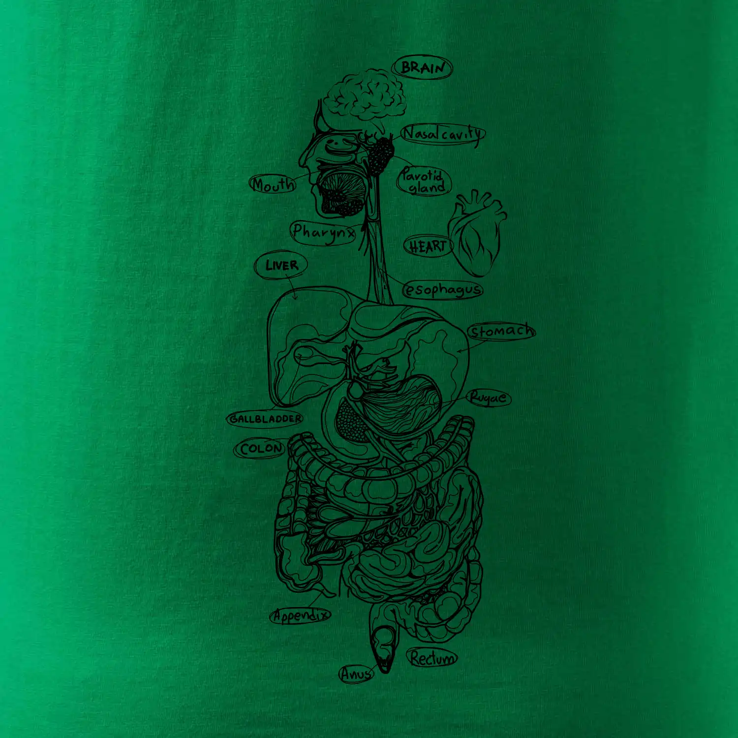 Skica lidských orgánů