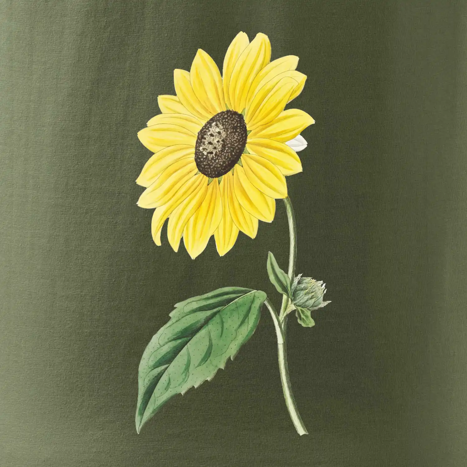 Slunečnice otočená