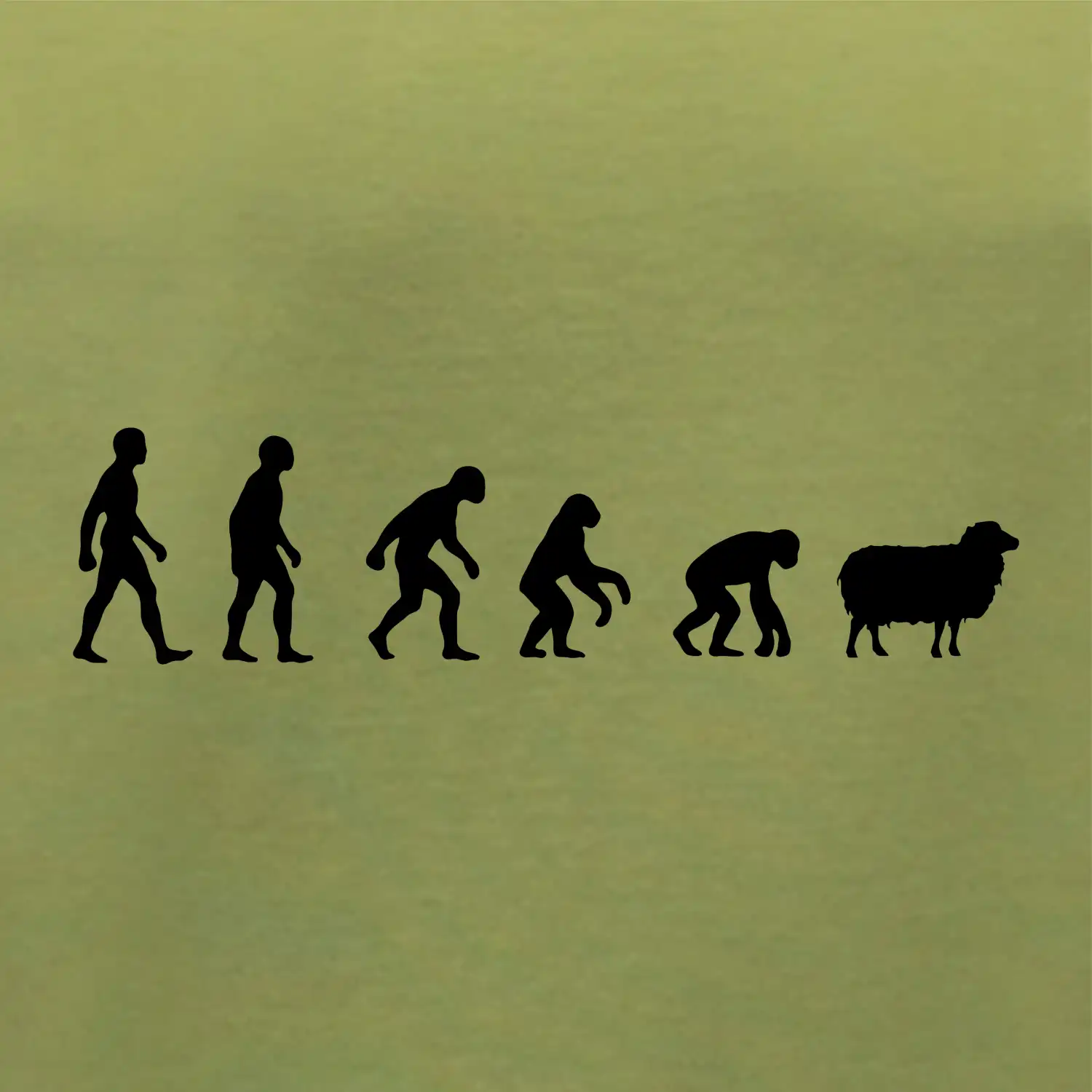 Evoluce ovce