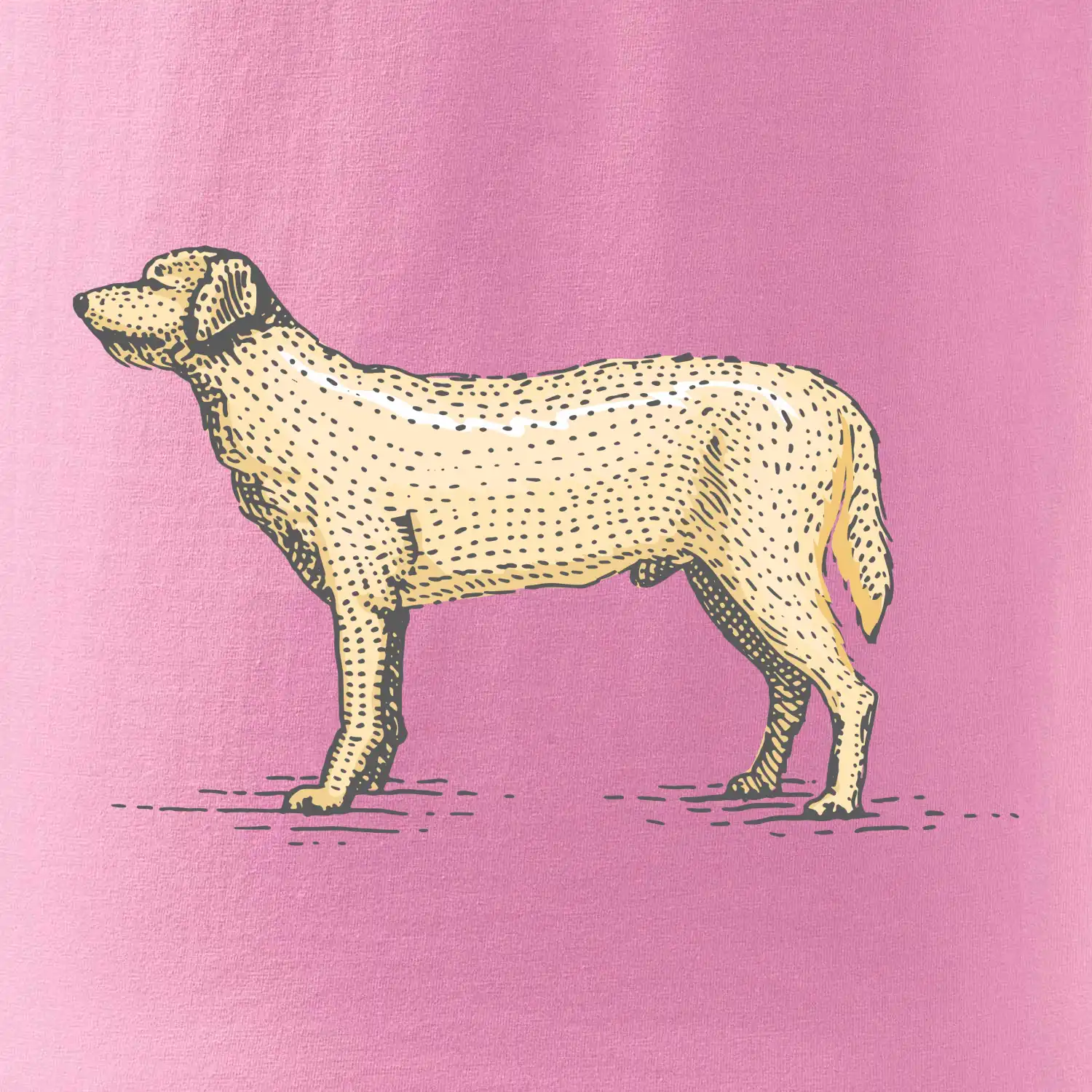 Vintage Labrador
