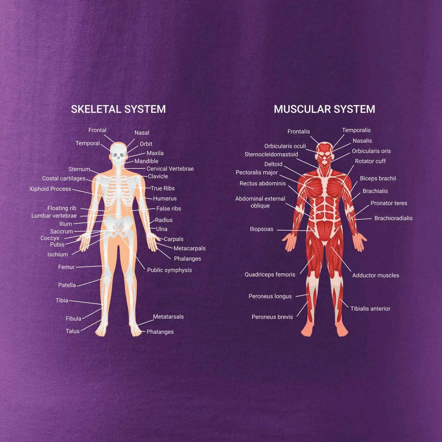 Skelet and Moscular system