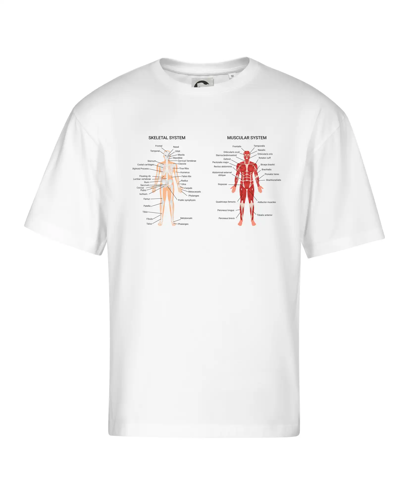 Skelet and Moscular system