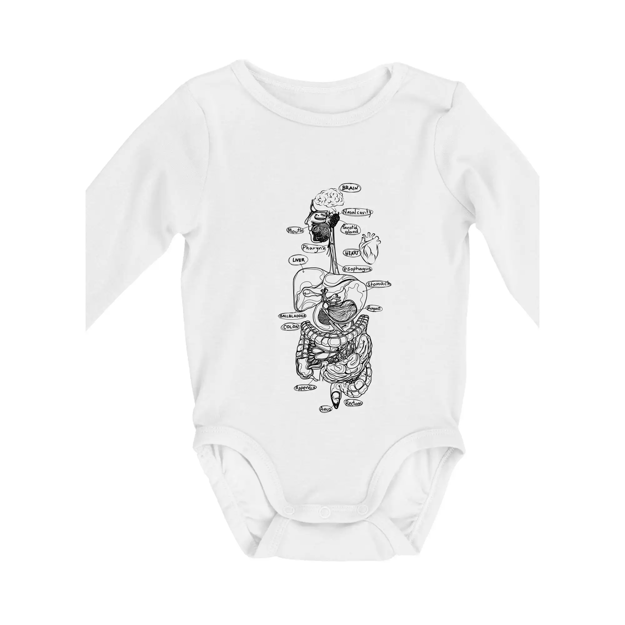 Skica lidských orgánů